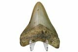 Fossil Megalodon Tooth - North Carolina #160506-2